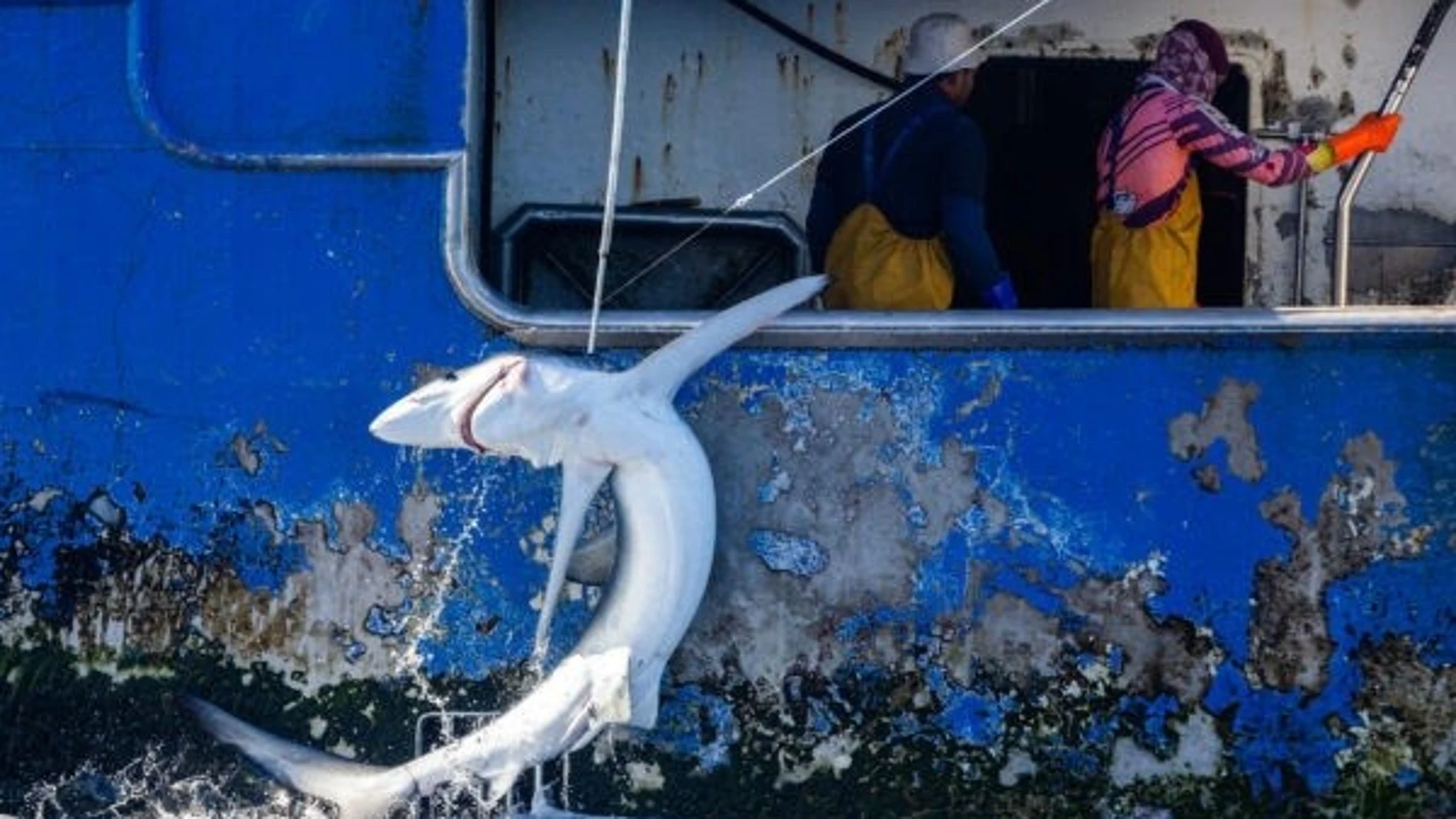 Greenpeace interrumpe una operación de pesca y libera tiburones capturados por un palangrero de Vigo en el Pacífico SurREMITIDA / HANDOUT por PAUL HILTON/GREENPEACEFotografía remitida a medios de comunicación exclusivamente para ilustrar la noticia a la que hace referencia la imagen, y citando la procedencia de la imagen en la firma06/06/2025