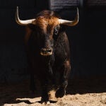 Estos son los impresionantes toros de Conde de Mayalde para este viernes en Las Ventas