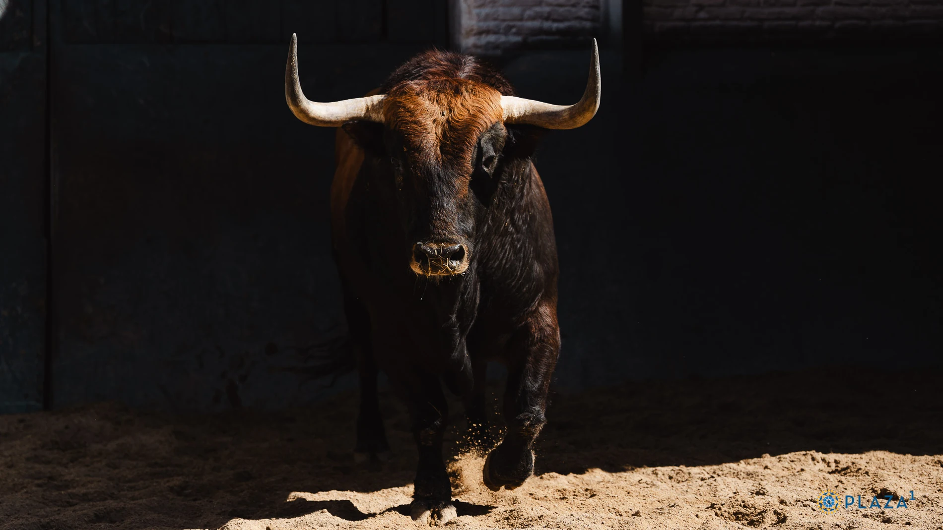 Estos son los impresionantes toros de Conde de Mayalde para este viernes en Las Ventas