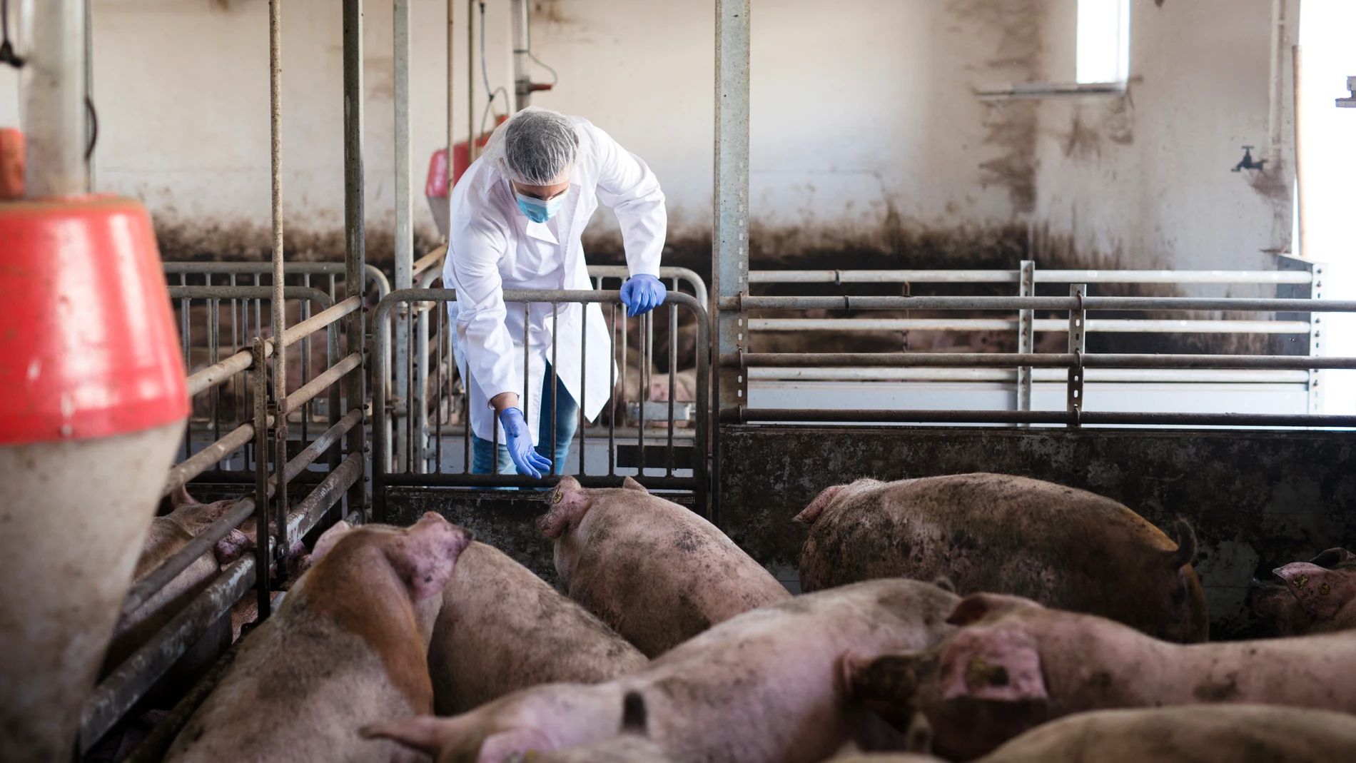 Veterinario granja cerdos cuidado gripe porcina