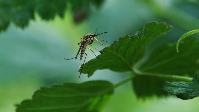 El truco sencillo para mantener a los mosquitos alejados de tu casa con un material común que "odian"