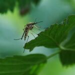 El truco sencillo para mantener a los mosquitos alejados de tu casa con un material común que "odian"