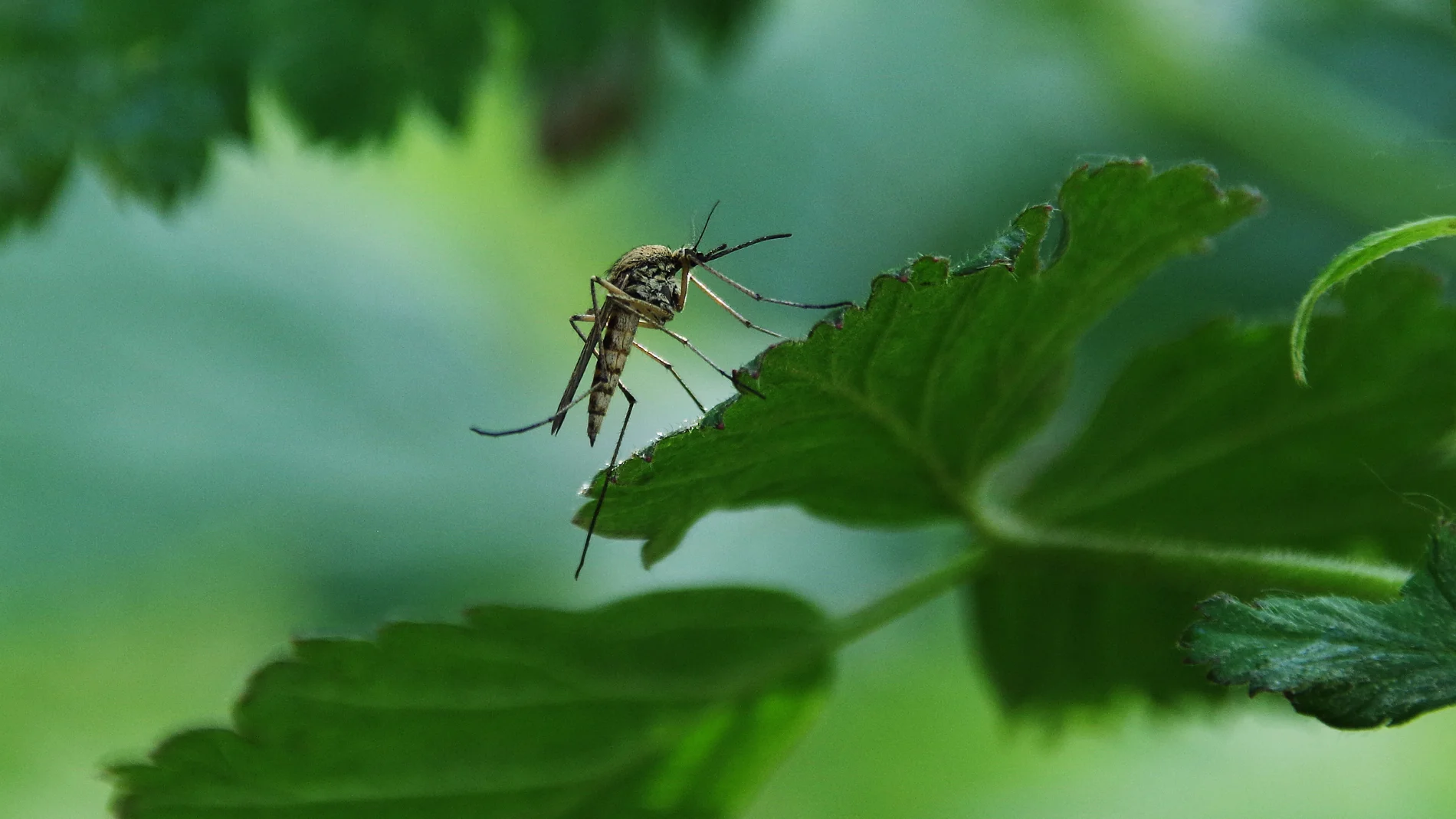El truco sencillo para mantener a los mosquitos alejados de tu casa con un material común que "odian"
