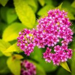 La flor ideal y muy fácil de mantener para tu jardín: apenas necesita agua