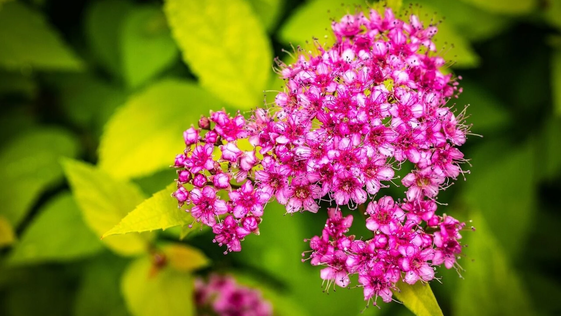 La flor ideal y muy fácil de mantener para tu jardín: apenas necesita agua