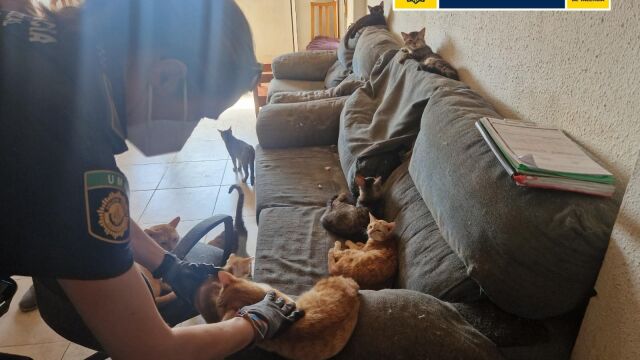 La Policía rescata a ocho gatetes en condiciones de "insalubridad"