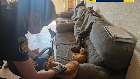 La Policía rescata a ocho gatetes en condiciones de "insalubridad"