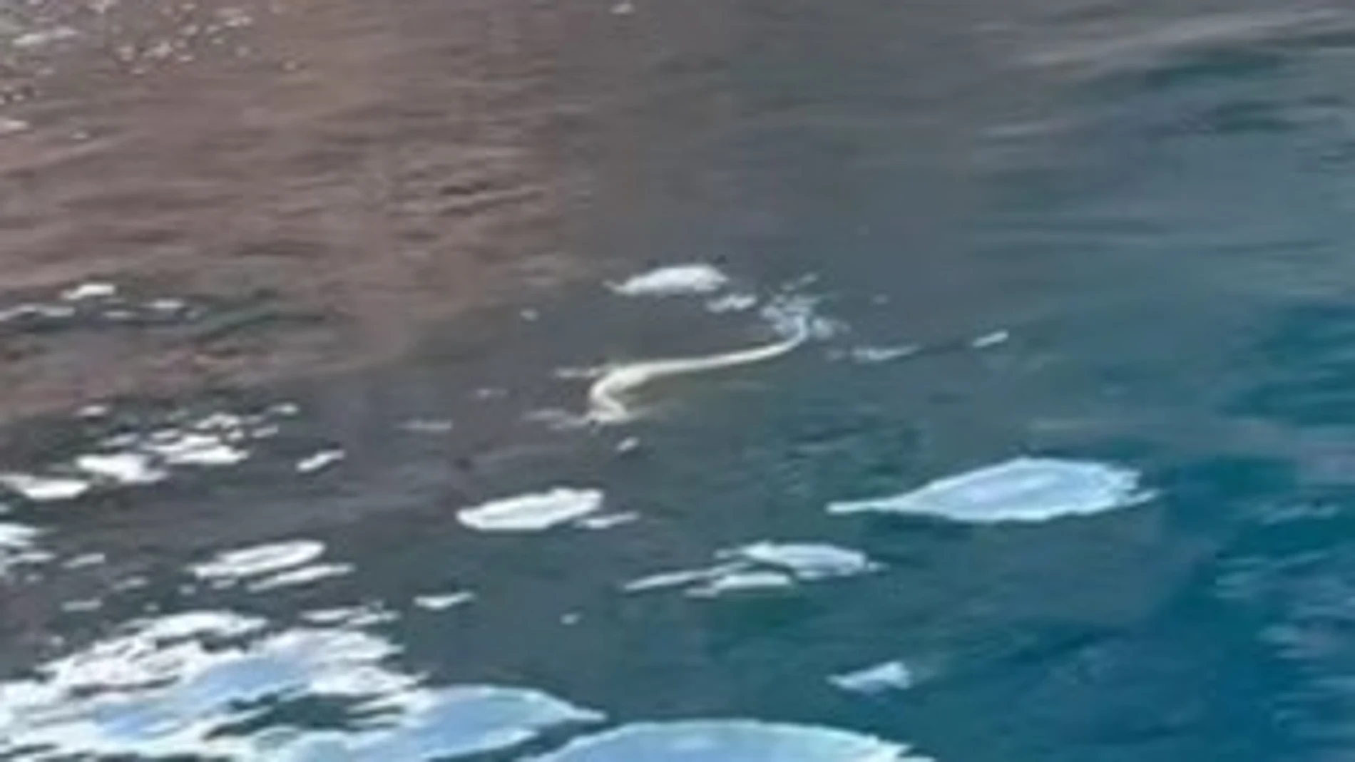 Aparece una serpiente de gran tamaño nadando en una playa de Ibiza