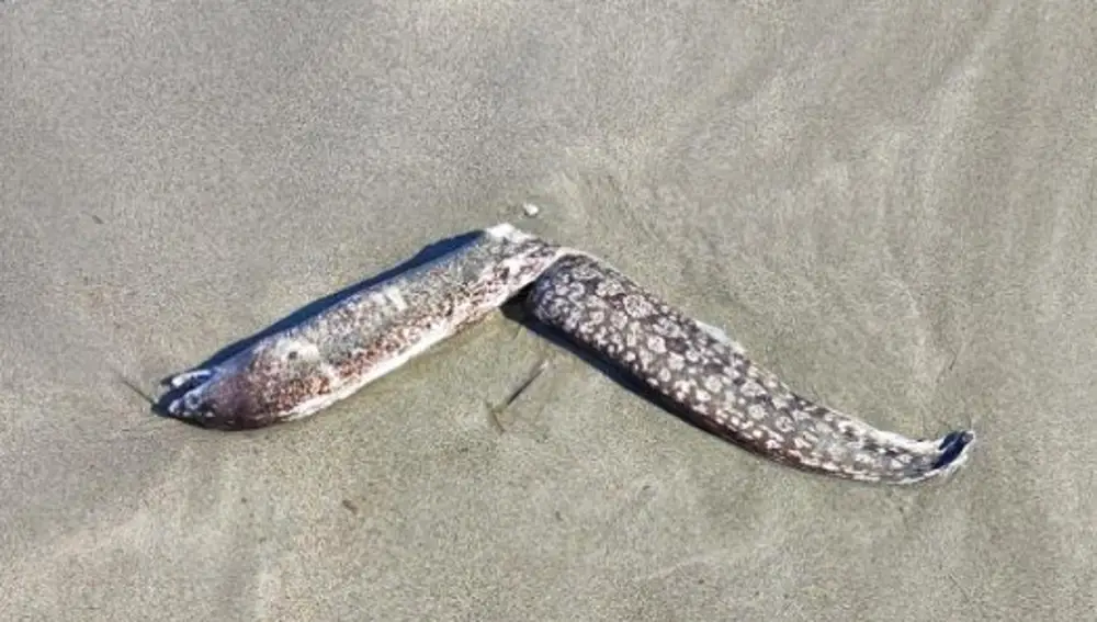 Una morena sin vida en la orilla de Cala Boix