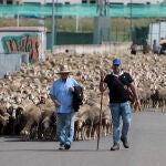 Un total de 2.500 ovejas merinas tomaron este jueves las carreteras de la provincia de León y de su capital con motivo de su traslado desde Sahelices de Payuelo hasta el Puerto de Fontanales, en la localidad de Robledo de Caldas, donde permanecerán durante dos meses.