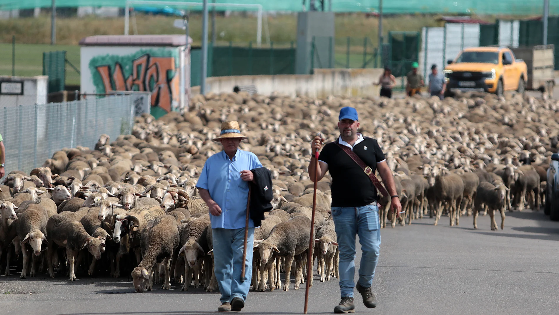 Un total de 2.500 ovejas merinas tomaron este jueves las carreteras de la provincia de León y de su capital con motivo de su traslado desde Sahelices de Payuelo hasta el Puerto de Fontanales, en la localidad de Robledo de Caldas, donde permanecerán durante dos meses.