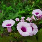 La planta que cubre vallas feas en pocas semanas y florece hasta el otoño: plántala antes de que acabe el mes