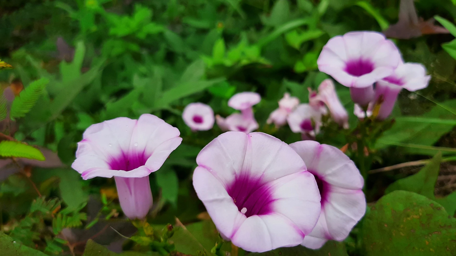 La planta que cubre vallas feas en pocas semanas y florece hasta el otoño: plántala antes de que acabe el mes