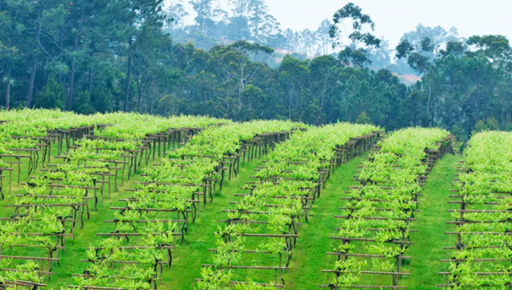 Viñedos de la DO Rías Baixas