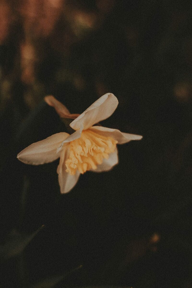 La flor que todo lo resiste, crece en la grava y florece todo el verano sin riego
