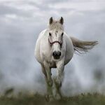 Caballo