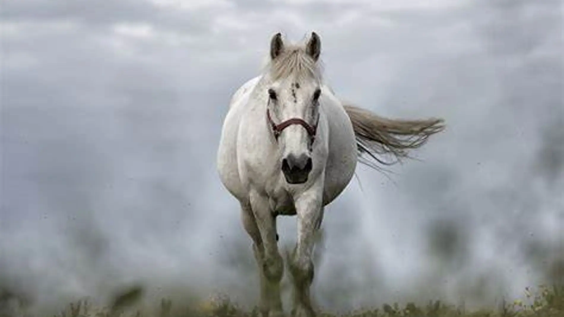 Caballo