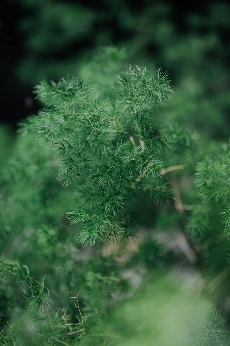 ¿Qué planta ayuda a prolongar la vida del eneldo?