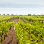 Así es la ruta gallega que todo amante del vino debe recorrer al menos una vez 