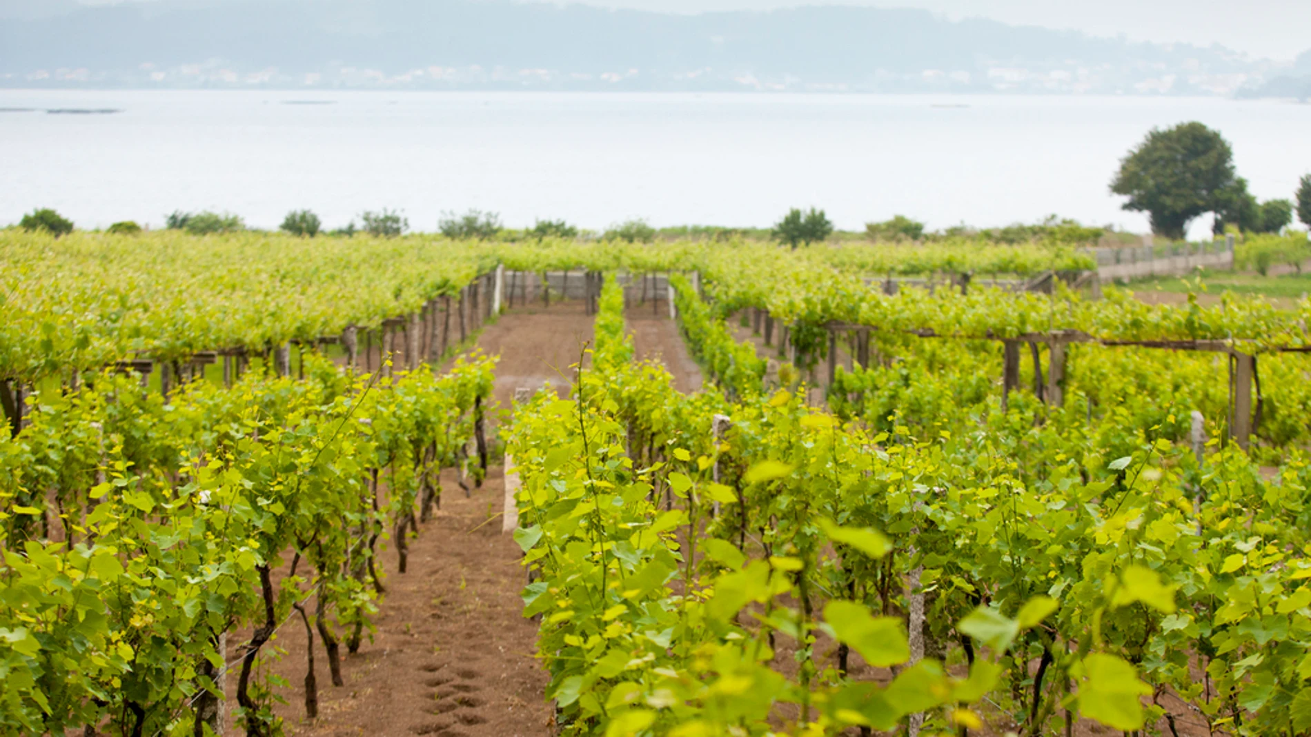 Así es la ruta gallega que todo amante del vino debe recorrer al menos una vez