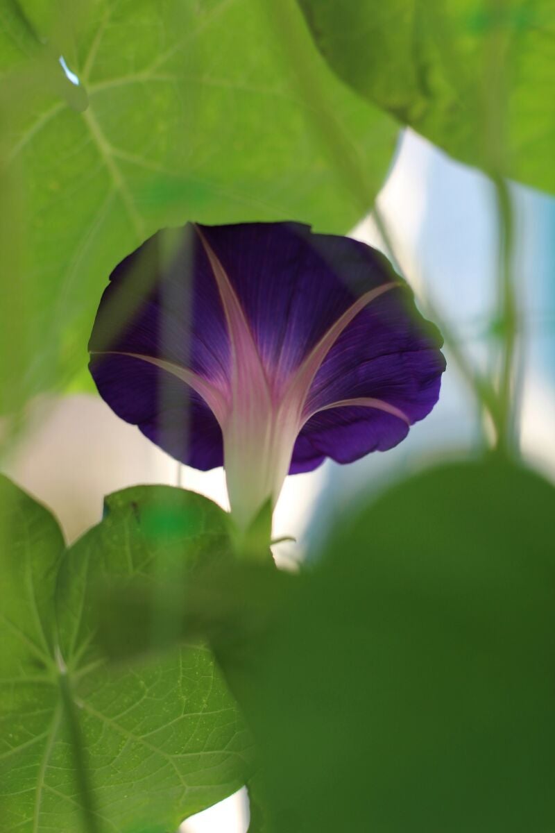 Por qué elegir ipomoea para cubrir tu valla
