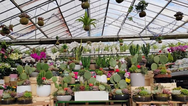 Así es el nuevo vivero que triunfa en Madrid: la alternativa low cost a Ikea y Verdecora