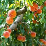 Cómo cultivar un árbol de melocotones en casa para que estalle de frutos en poco tiempo