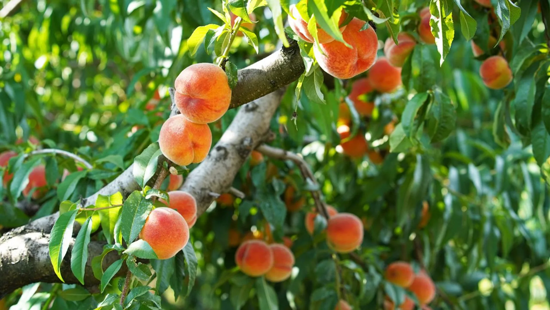 Cómo cultivar un árbol de melocotones en casa para que estalle de frutos en poco tiempo