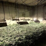 La Guardia Civil de Albacete desmantela tres centros de producción y germinación de cannabis sativa compuestos por 800 plantas.