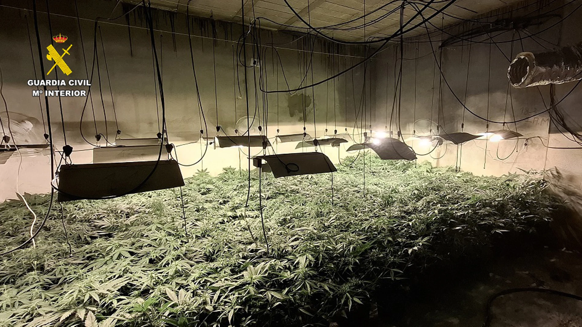 La Guardia Civil de Albacete desmantela tres centros de producción y germinación de cannabis sativa compuestos por 800 plantas.