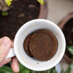 Las cinco plantas que no toleran los posos de café como fertilizante