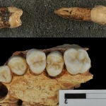 Evidencias dentales en Atapuerca apoyan vínculos evolutivos con neandertales y Homo sapiens.