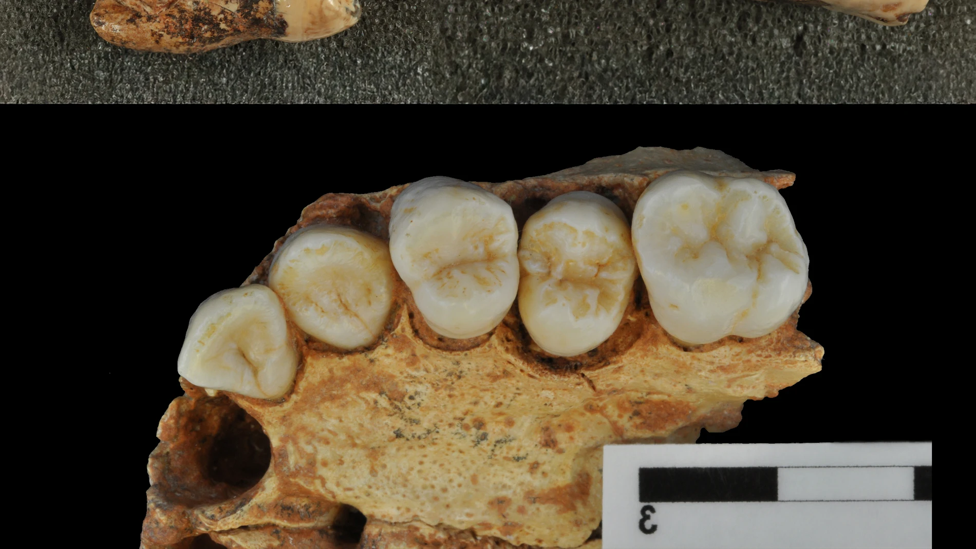 Evidencias dentales en Atapuerca apoyan vínculos evolutivos con neandertales y Homo sapiens.