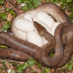 Si ves este agujero en tu patio, significa que hay una serpiente viviendo dentro