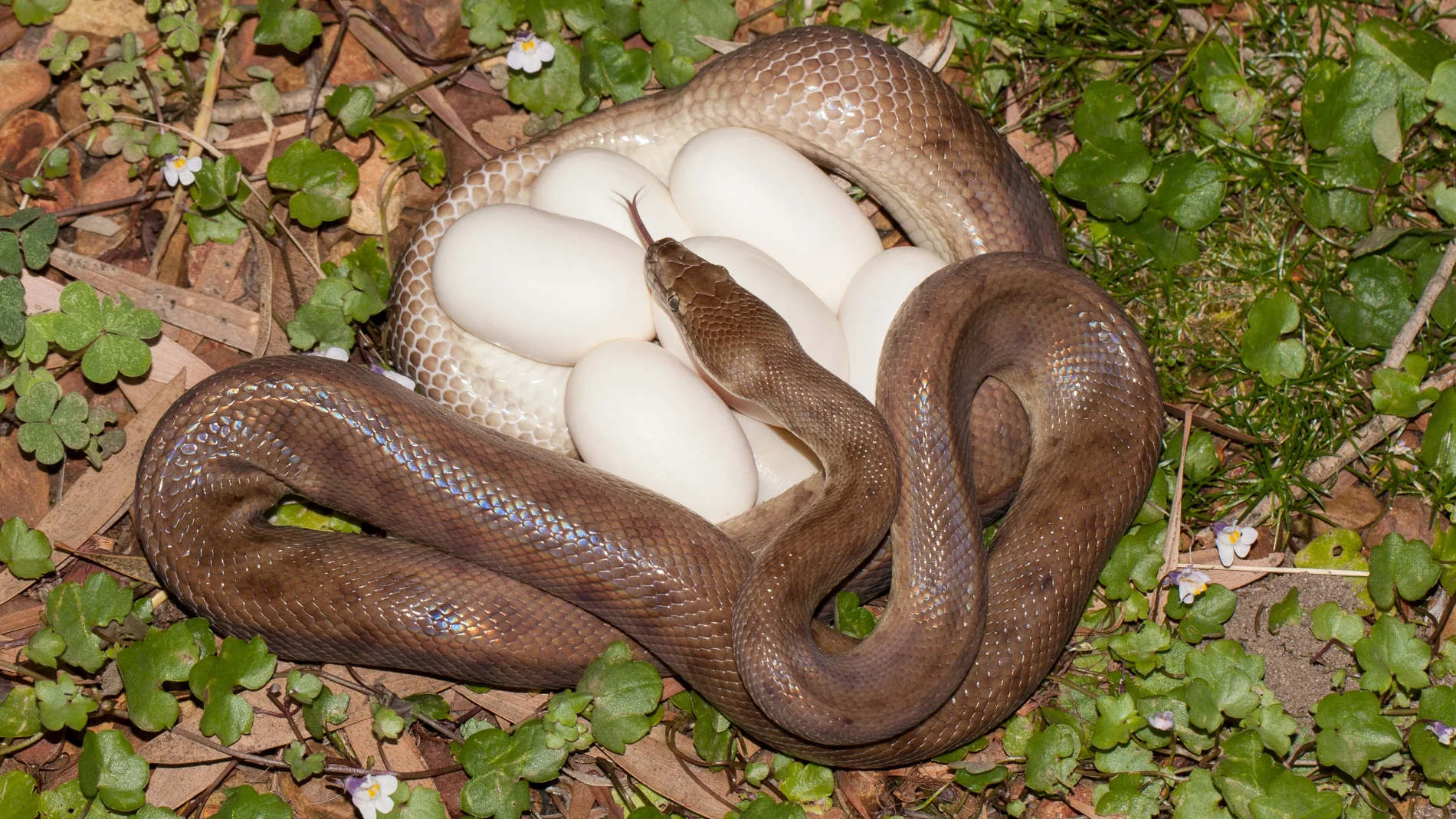 Si ves este agujero en tu patio, significa que hay una serpiente viviendo dentro