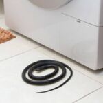 Víboras en casa: este es el lugar exacto donde se refugian durante la ola de calor