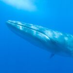 España alberga uno de los mejores destinos del mundo para ver ballenas y delfines