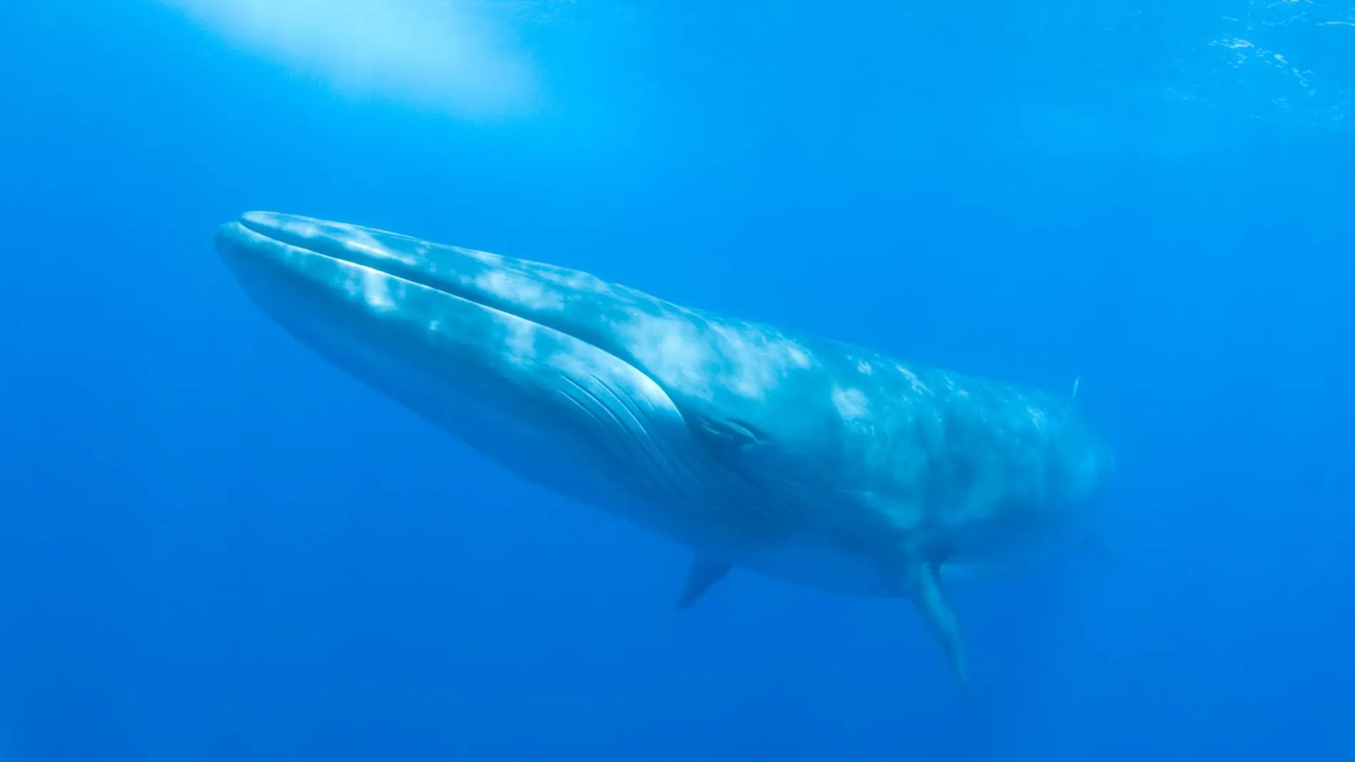 Ballena en Tenerife