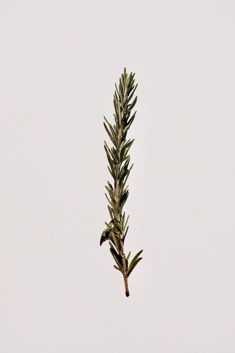 El aceite de romero: un aliado natural (y eficaz) contra las varices