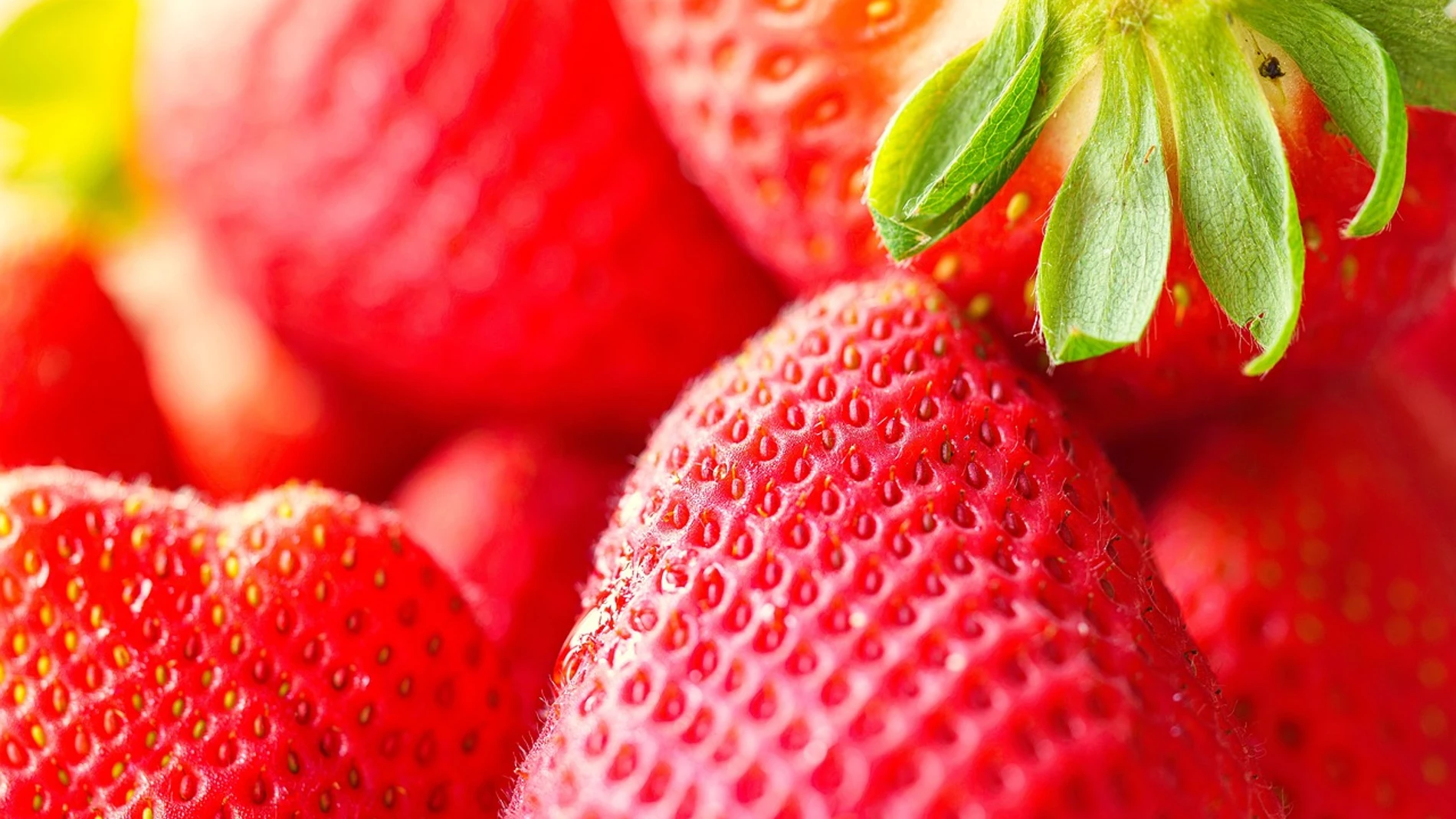 Limpia bien las fresas: utiliza un remedio casero para mantenerlas frescas por más tiempo