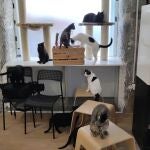 La gatoteca