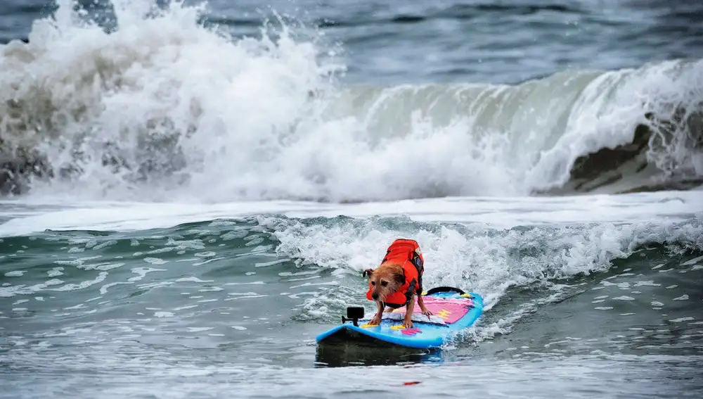 Huntington Beach Dog Surfing