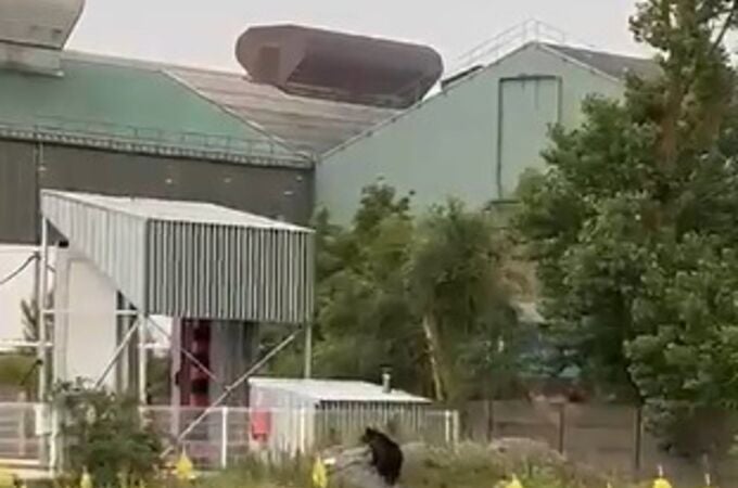 El oso avistado en Reinosa (Cantabria) vuelve a su hábitat