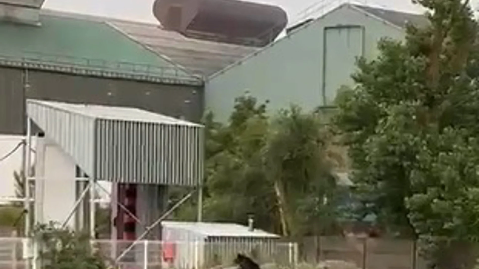 El oso avistado en Reinosa (Cantabria) vuelve a su hábitat