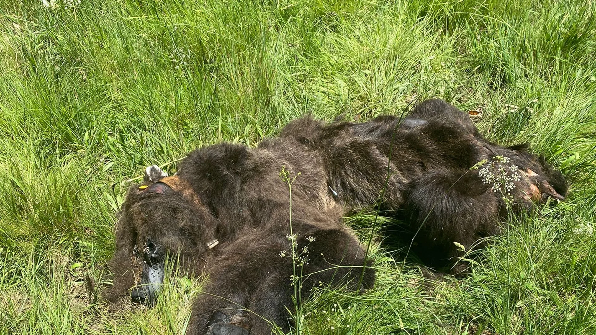 Localizan un oso pardo muerto en la Montaña Palentina