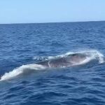 La ballena avistada por un navegante en aguas de Ibiza