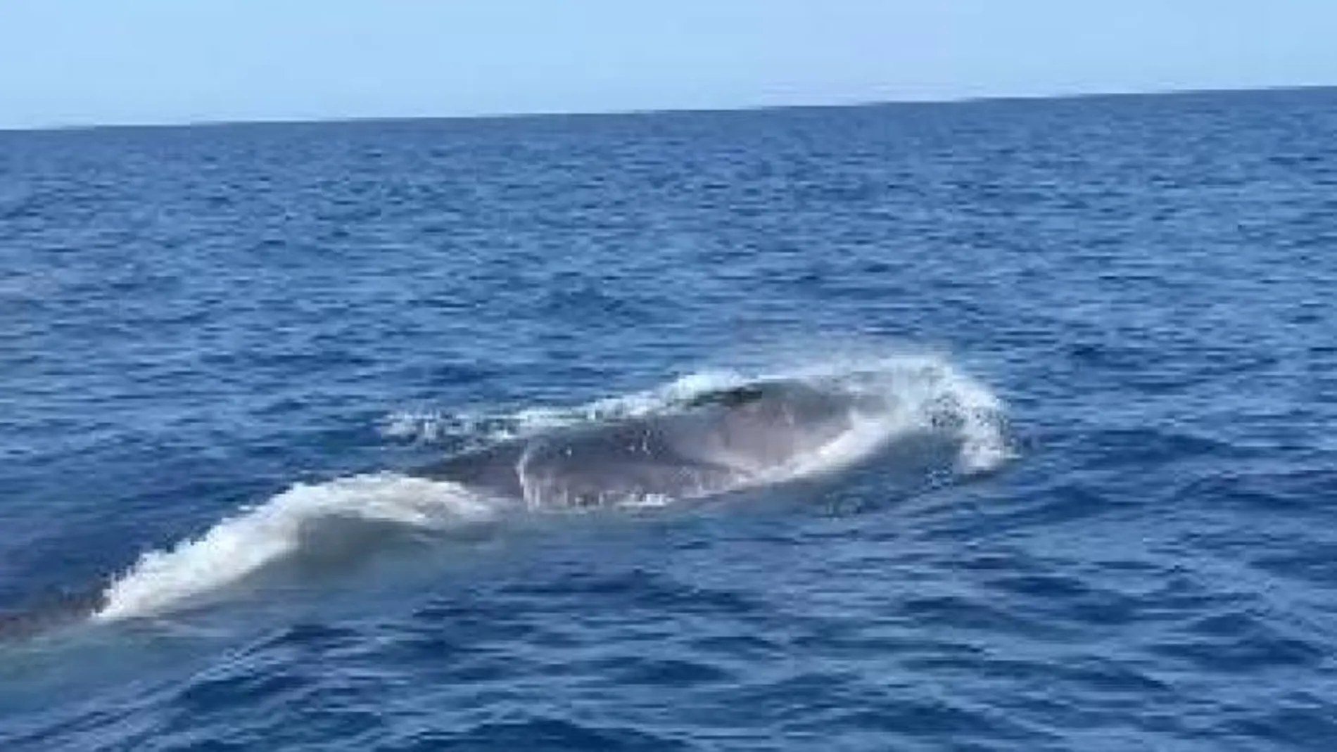 La ballena avistada por un navegante en aguas de Ibiza