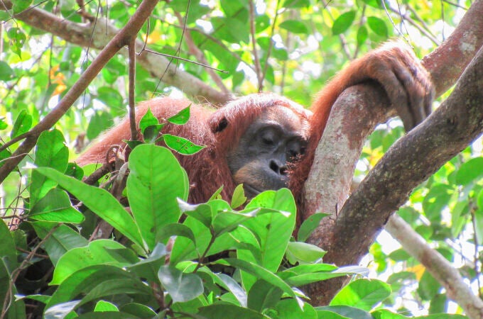 Cissy, una madre orangután de Sumatra, duerme la siesta en su nido diurno.