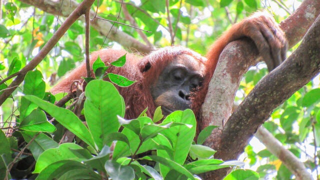 Cissy, una madre orangután de Sumatra, duerme la siesta en su nido diurno.