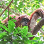 Cissy, una madre orangután de Sumatra, duerme la siesta en su nido diurno.